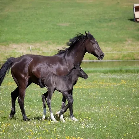 Σπίτι διακοπών Mit Aussensauna In *