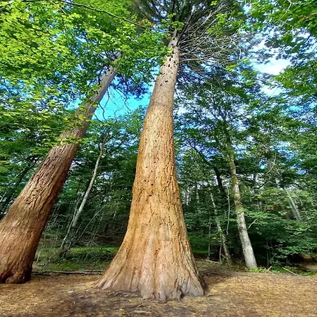 Σπίτι διακοπών Mit Aussensauna In *